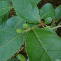 Psidium guajava L.